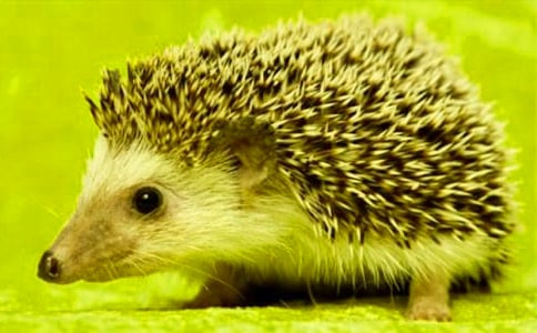 �ɰ���С������ľ��䣨15ƪ��