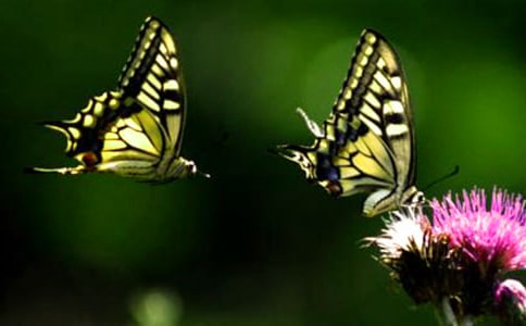 ëë�����С�����뵰�ǵĹ���