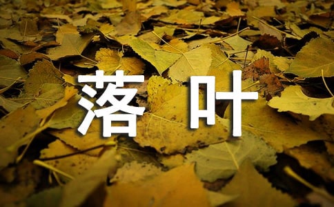 2024�꾫ѡ������Ҷ�ľ���27��