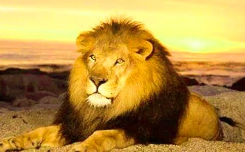 �˺�ʨ�ӵĹ���Ԣ�Թ���