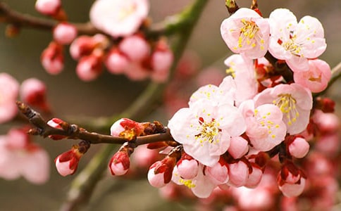 【优秀】桃花溪原文及赏析