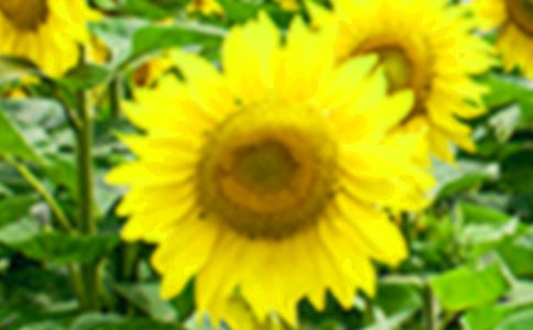 �ҵ����տ����ľ���(15ƪ)