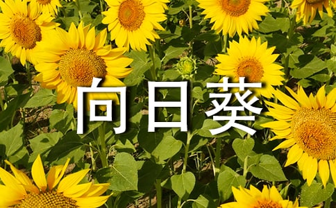 ���տ�����