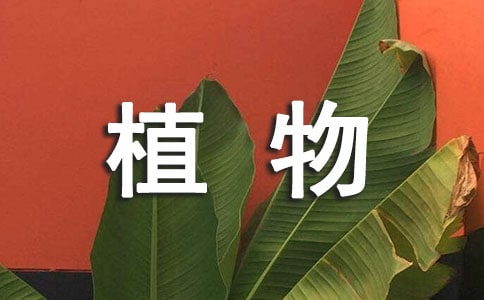 观察植物日记(精选42篇)