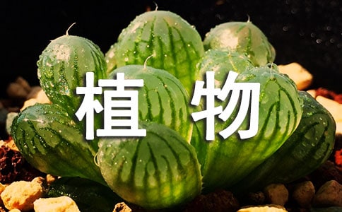 ֲ�������а취��ѧ��˼����ѡ11ƪ��