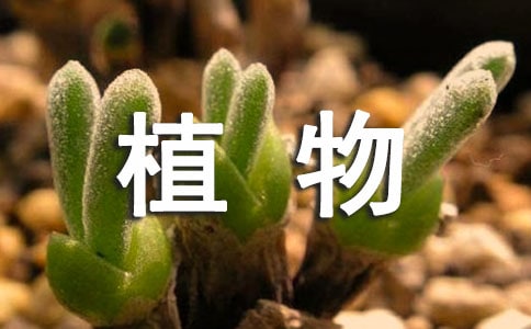 植物观察日记