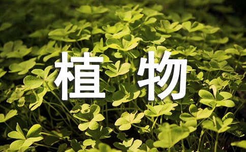 观察植物的日记(精选49篇)