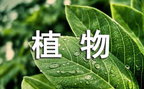观察植物日记【经典】