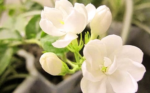 ���������ģ�ͨ��55ƪ��