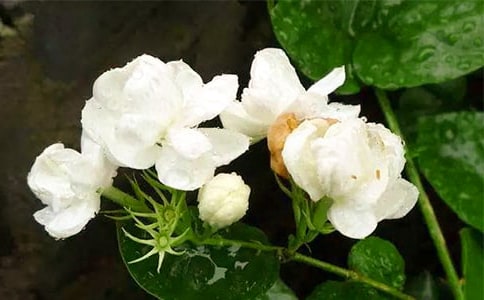 《洁白的茉莉花》小学读后感范文